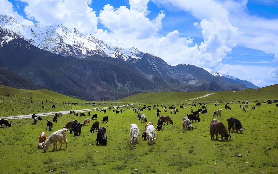 Chitral Gol National Park Tour